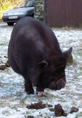 Pig